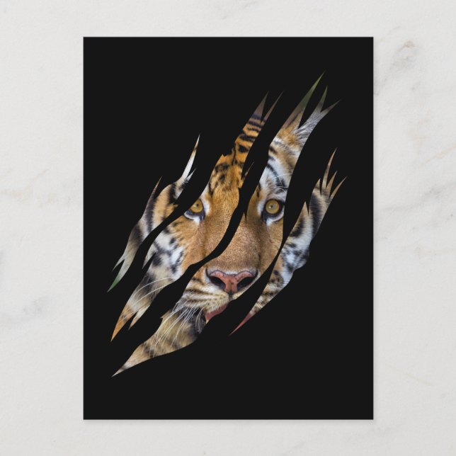 Carte Postale Tigre déchiré par une griffe de safari au visage d (Devant)
