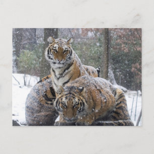 Carte Postale Tigre d'hiver