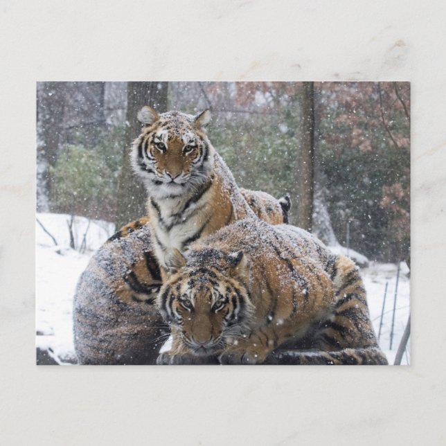 Carte Postale Tigre d'hiver (Devant)