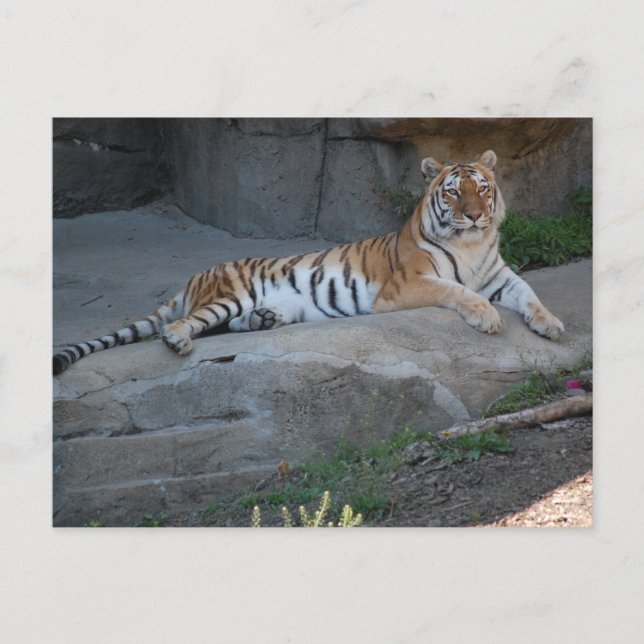 Carte Postale Tigre du Bengale (Devant)
