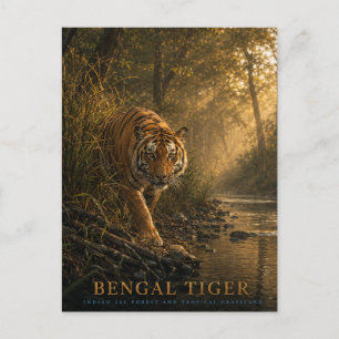 Carte Postale Tigre du Bengale Forêt de Sal ANIMAUX