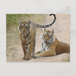 Carte Postale Tigre du Bengale royal et jeune, Ranthambhor