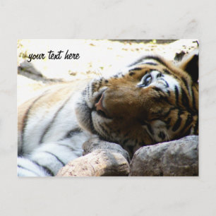 Carte Postale Tigre en train