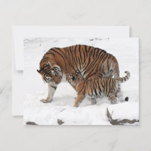 Carte Postale Tigre et cub dans la neige