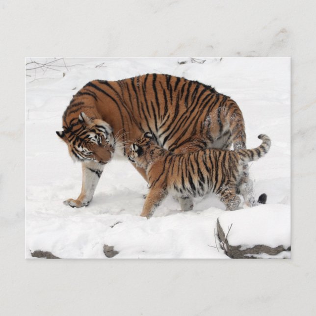 Carte Postale Tigre et cub dans la neige (Devant)