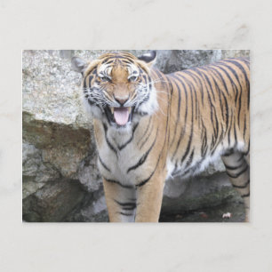 Carte Postale Tigre fort