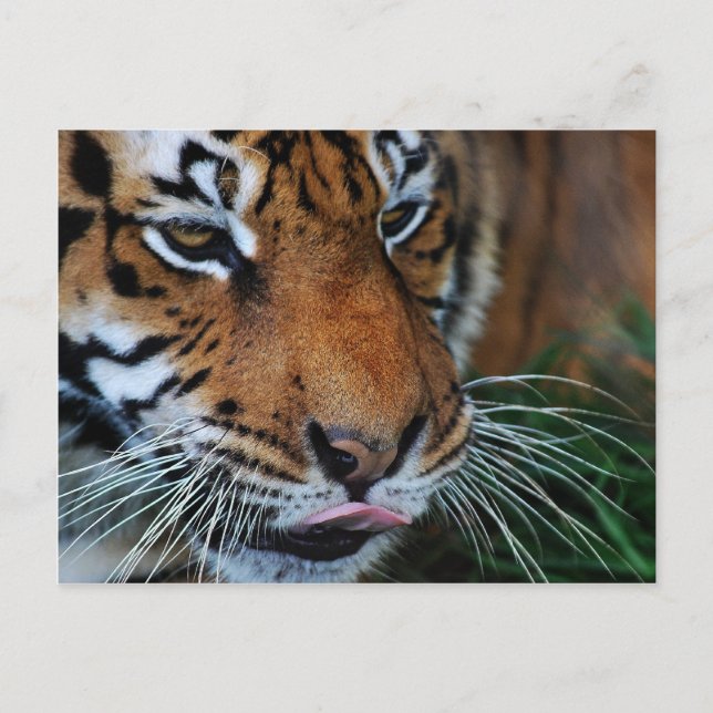 Carte Postale Tigre léchant ses lèvres (Devant)