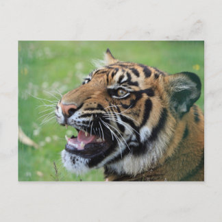 Carte Postale Tigre montrant des dents