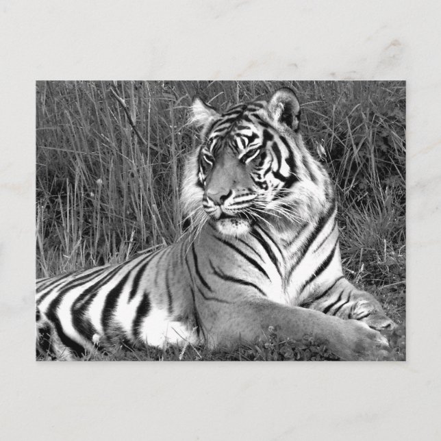 Carte Postale Tigre - noir et blanc (Devant)