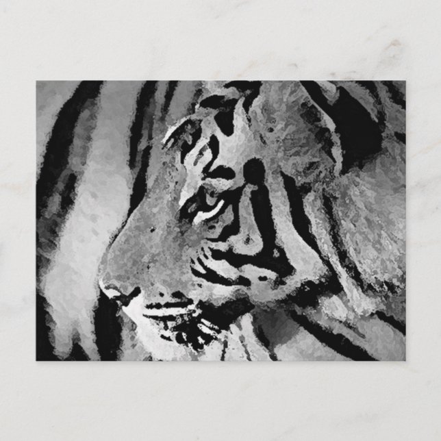 Carte Postale Tigre noir et blanc (Devant)