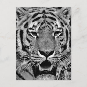 Carte Postale Tigre noir et blanc