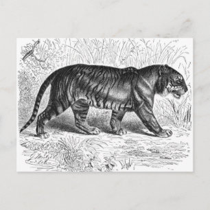 Carte Postale Tigre noir et blanc vintage