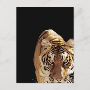 Carte Postale Tigre (Panthera tigris)