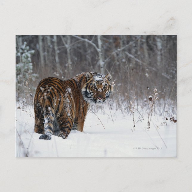 Carte Postale Tigre (Panthera tigris) debout dans la neige profo (Devant)