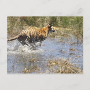 Carte Postale Tigre (Panthera tigris) qui traverse l'eau.