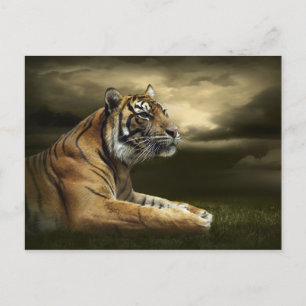 Carte Postale Tigre regardant et assis sous un ciel dramatique
