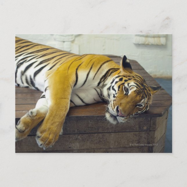 Carte Postale Tigre, Samui, Thaïlande (Devant)