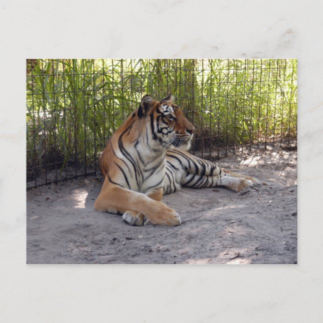 Carte Postale tigre-sermonti-001 (Devant)