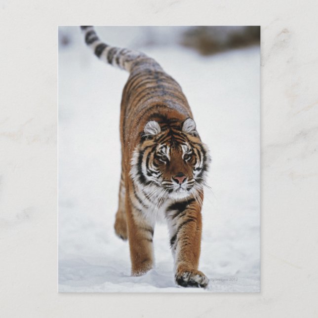 Carte Postale Tigre Sibérien En Neige (Devant)