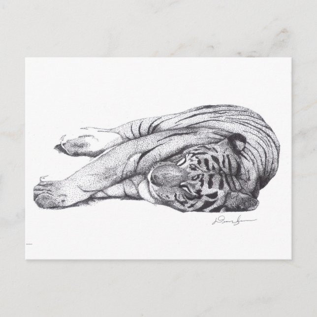 Carte Postale Tigre - Stylo et encre (Devant)