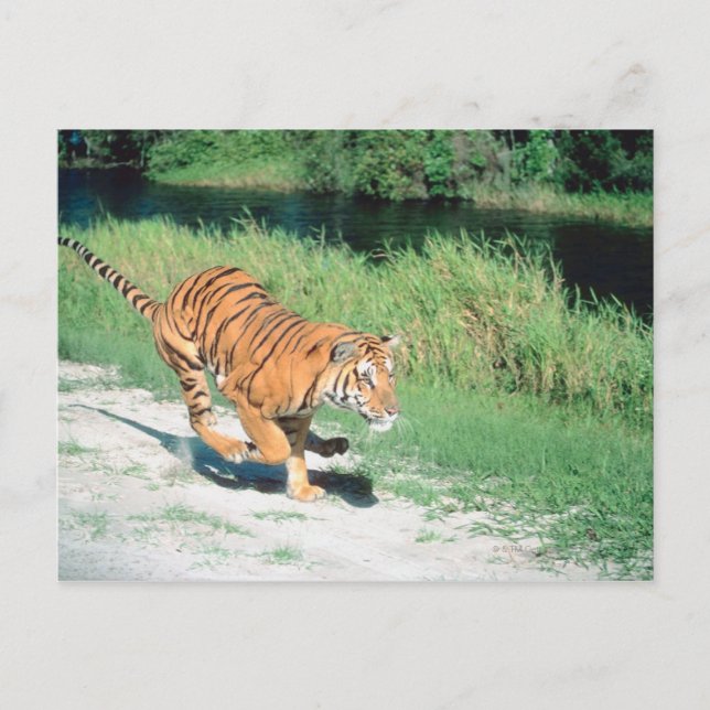 Carte Postale Tigre sur le chemin (Devant)