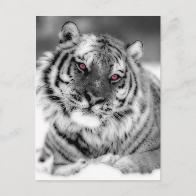 Carte Postale Tigre teinté rose (Devant)