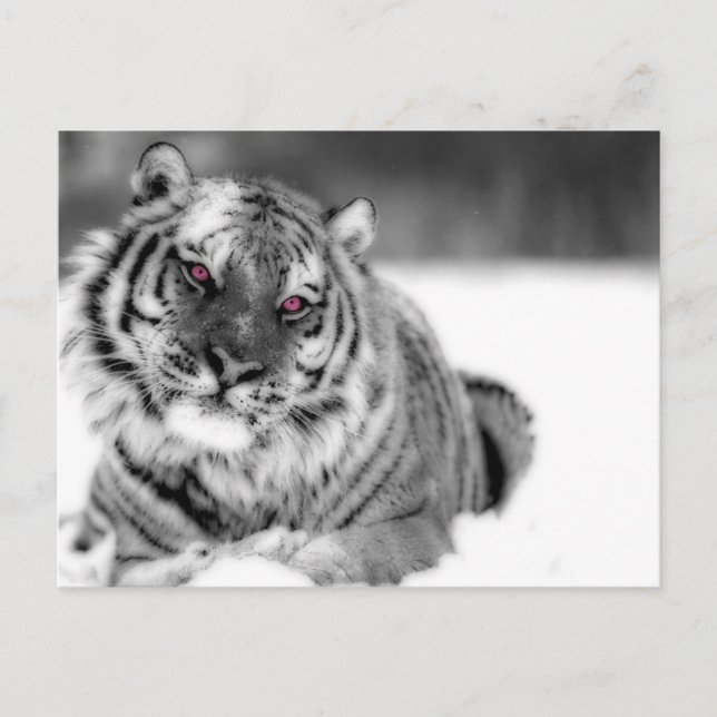 Carte Postale Tigre teinté rose (Devant)