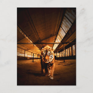 Carte Postale Tigre urbain