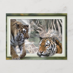 Carte Postale Tigre, Zèbre, Giraffe, Cadeaux Amateurs