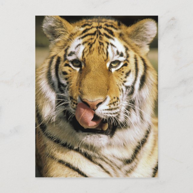 Carte Postale Tigre Zoo du Michigan (Devant)