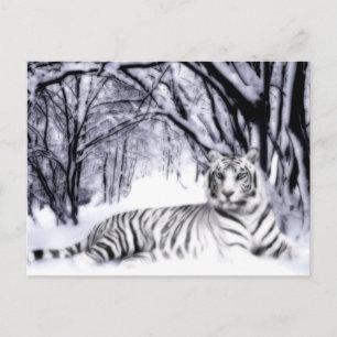 Carte Postale TigreBlanc