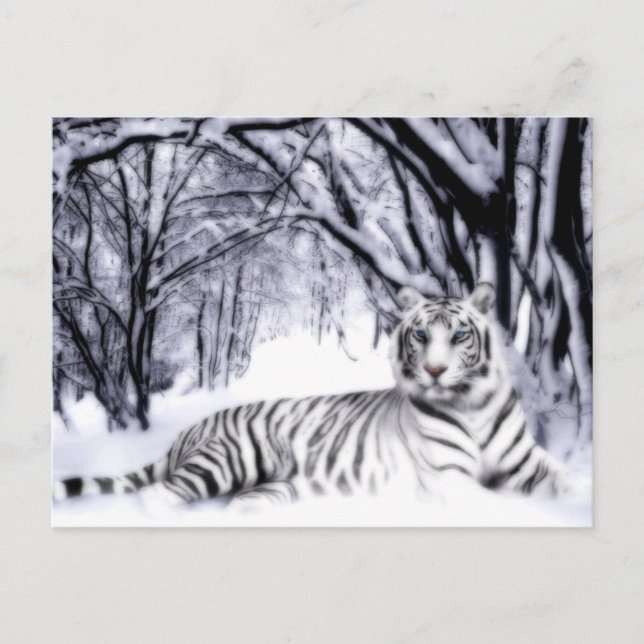 Carte Postale TigreBlanc (Devant)