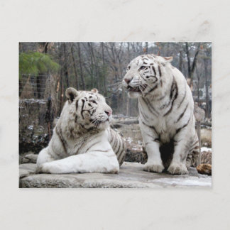 Carte Postale Tigres blancs