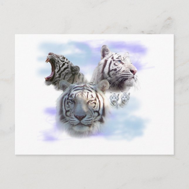 Carte Postale Tigres blancs (Devant)