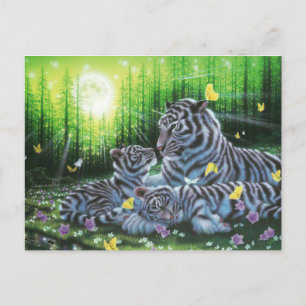 Carte Postale Tigres blancs