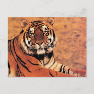Carte Postale Tigres dans la nature Photos sur Cartes, Tee - shi