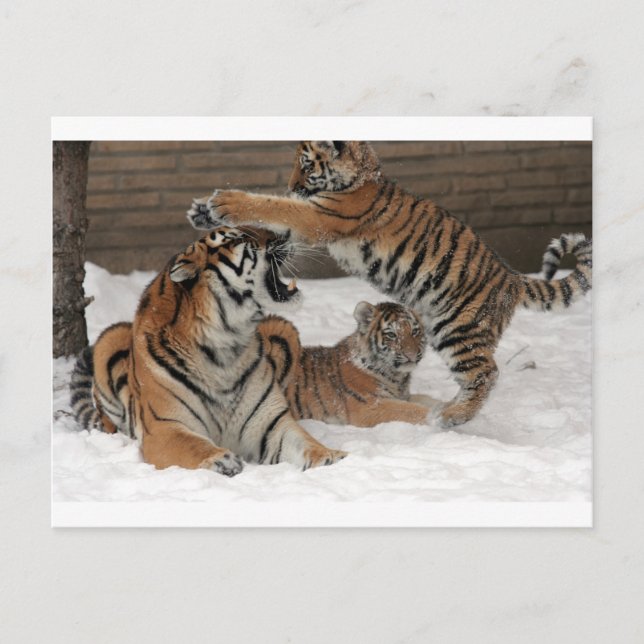Carte Postale Tigres dans la neige (Devant)