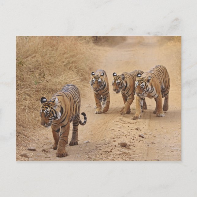 Carte Postale Tigres du Bengale (Devant)