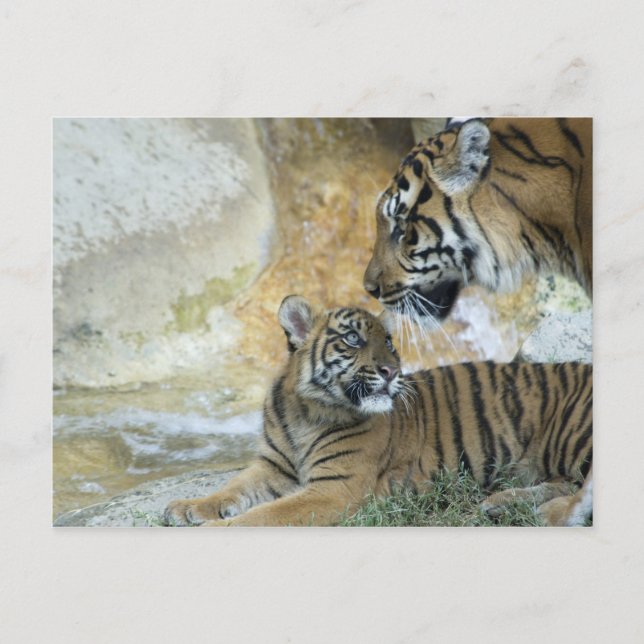 Carte Postale Tigres du Bengale relaxant (Devant)