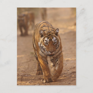Carte Postale Tigres royaux du Bengale sur la piste, Ranthambhor