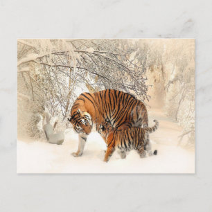 Carte Postale tigres sur neige