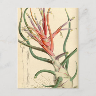 Carte Postale Tillandsia bulbosa