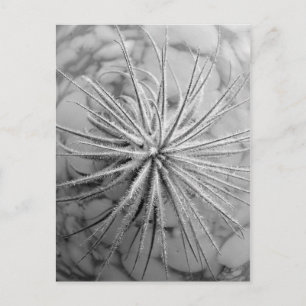 Carte Postale Tillandsia tectorum