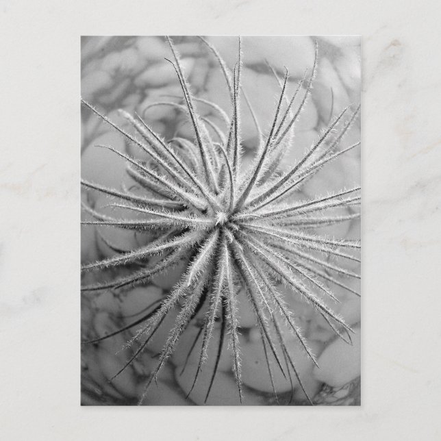 Carte Postale Tillandsia tectorum (Devant)