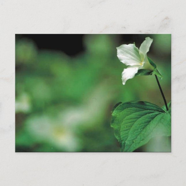 Carte Postale Tillium blanc (Devant)