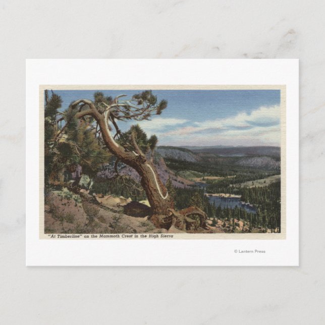 Carte Postale Timberline sur Mammoth Crest (Devant)