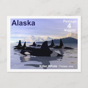 Carte Postale Timbre des baleines tueuses de l'Alaska