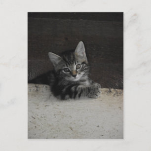 Carte Postale Tinker Kitten