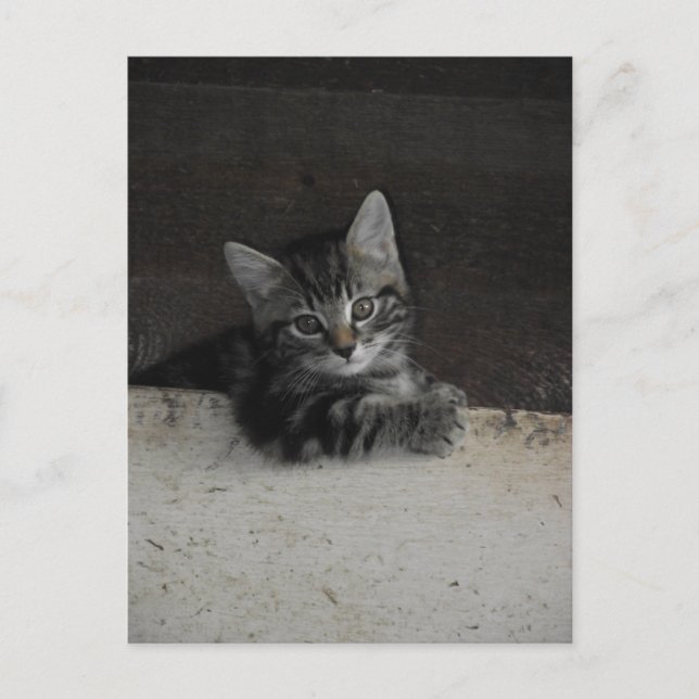 Carte Postale Tinker Kitten (Devant)