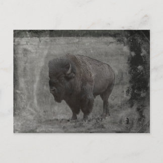 Carte Postale Tintype de Buffalo